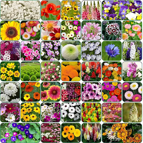 Premium Flower Seeds Pack with FREE Supplement (Pack of 100 Seeds)